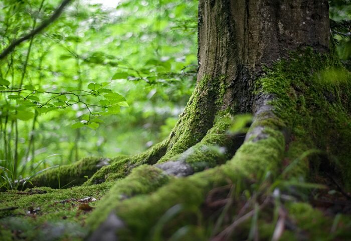 environment-forest-grass-142497
